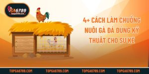 4+ Cách Làm Chuồng Nuôi Gà Đá Đúng Kỹ Thuật Cho Sư Kê