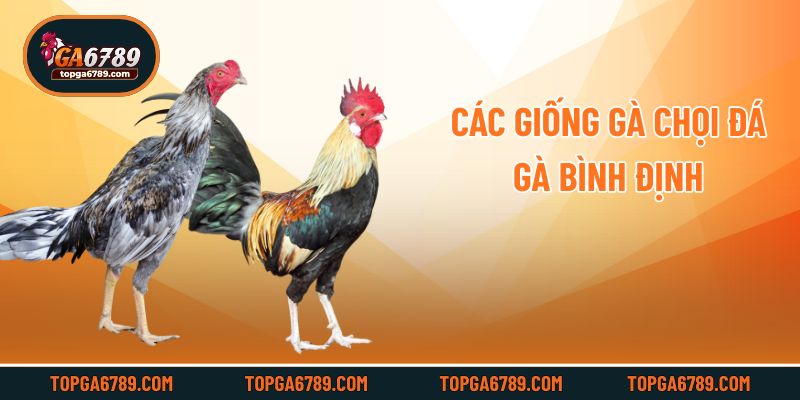 Các giống gà chọi đá gà Bình Định