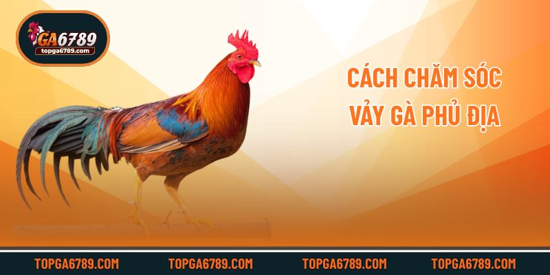 Cách chăm sóc vảy gà phủ địa