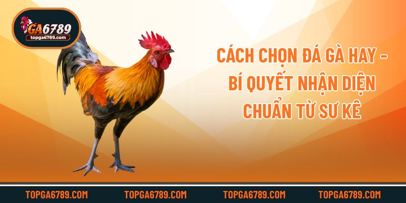 Cách Chọn Đá Gà Hay - Bí Quyết Nhận Diện Chuẩn Từ Sư Kê