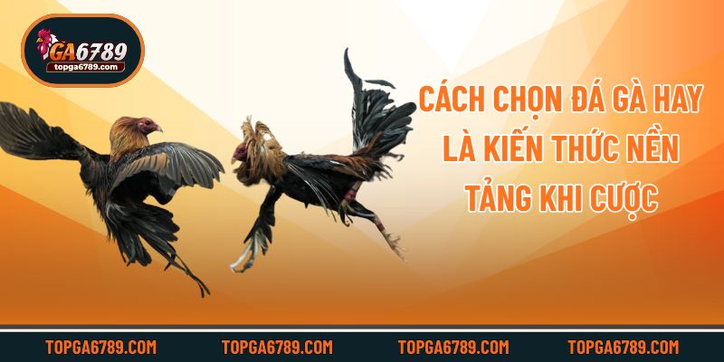 Cách chọn đá gà hay là kiến thức nền tảng khi cược
