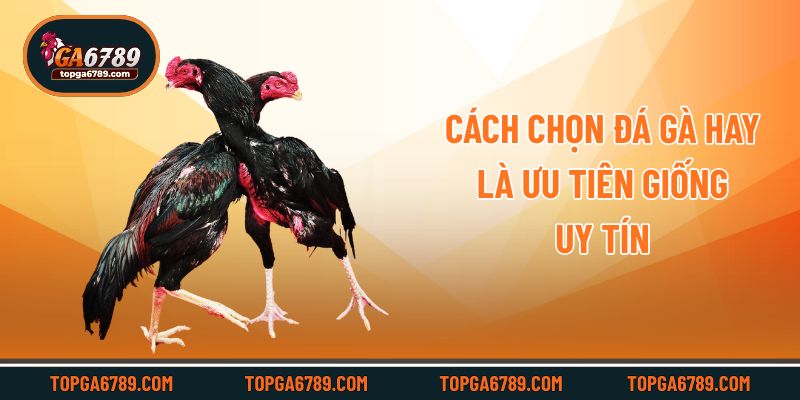 Cách chọn đá gà hay là ưu tiên giống uy tín
