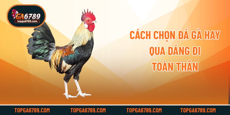 Cách chọn đá gà hay qua dáng đi toàn thân