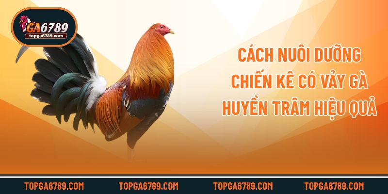 Cách nuôi dưỡng chiến kê có vảy gà huyền trâm hiệu quả