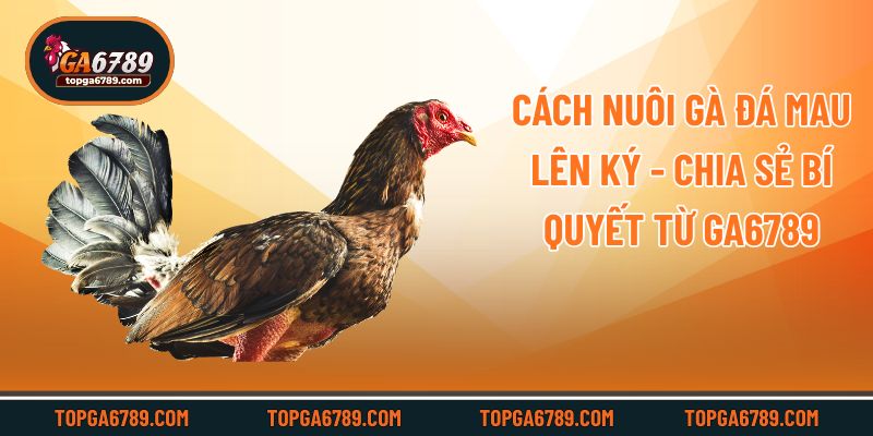 Cách Nuôi Gà Đá Mau Lên Ký - Chia Sẻ Bí Quyết Từ Ga6789