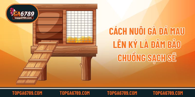 Cách nuôi gà đá mau lên ký là đảm bảo chuồng sạch sẽ