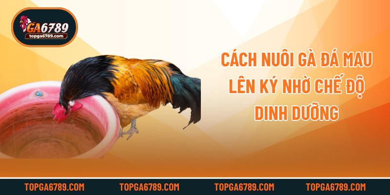 Cách nuôi gà đá mau lên ký nhờ chế độ dinh dưỡng