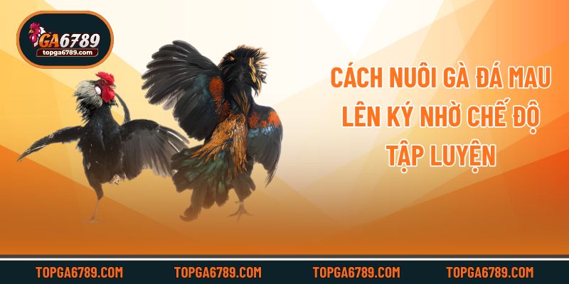 Cách nuôi gà đá mau lên ký nhờ chế độ tập luyện
