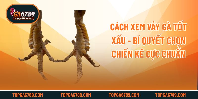 Cách Xem Vảy Gà Tốt Xấu - Bí Quyết Chọn Chiến Kê Cực Chuẩn