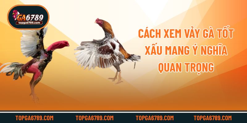 Cách xem vảy gà tốt xấu mang ý nghĩa quan trọng