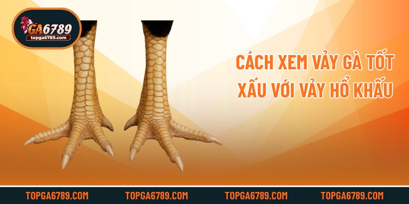 Cách xem vảy gà tốt xấu với vảy hổ khấu