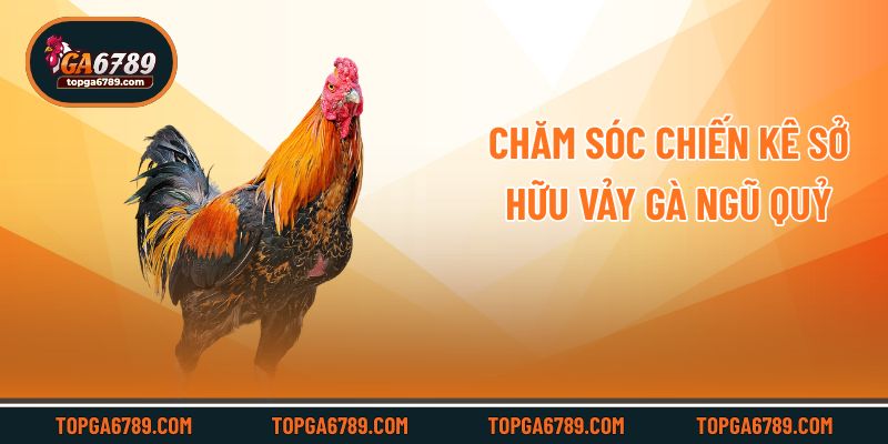 Chăm sóc chiến kê sở hữu vảy gà ngũ quỷ