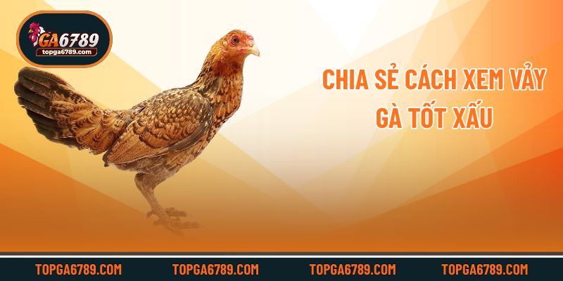 Chia sẻ Cách xem vảy gà tốt xấu