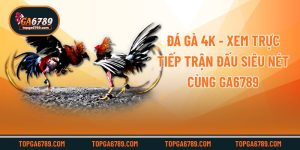 Đá Gà 4k - Xem Trực Tiếp Trận Đấu Siêu Nét Cùng Ga6789