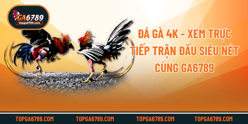 Đá Gà 4k - Xem Trực Tiếp Trận Đấu Siêu Nét Cùng Ga6789