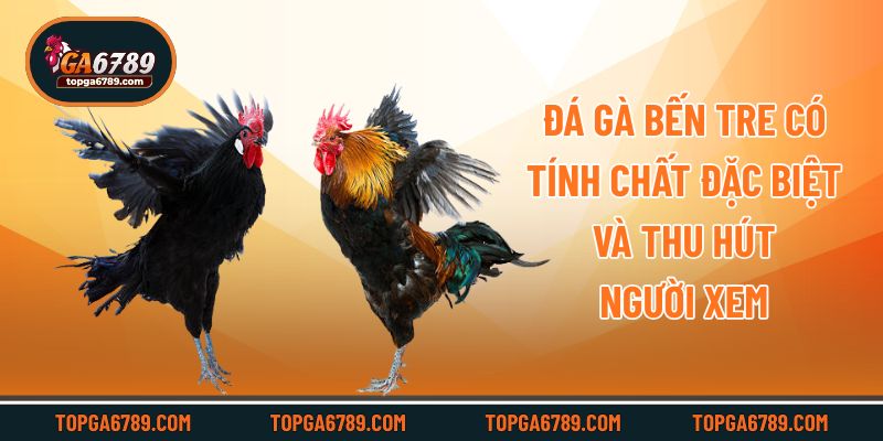 Đá gà Bến Tre có tính chất đặc biệt và thu hút người xem