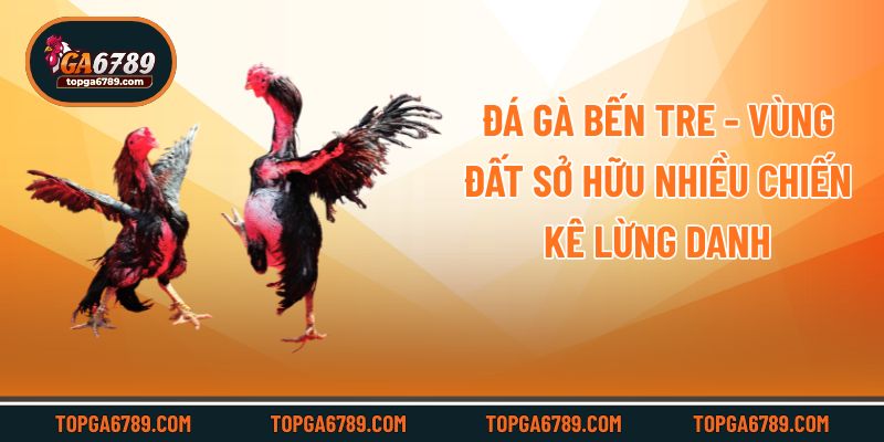 Đá Gà Bến Tre - Vùng Đất Sở Hữu Nhiều Chiến Kê Lừng Danh