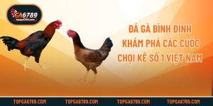 Đá Gà Bình Định - Khám Phá Các Cuộc Chọi Kê Số 1 Việt Nam