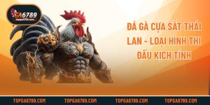 Đá Gà Cựa Sắt Thái Lan - Loại Hình Thi Đấu Kịch Tính