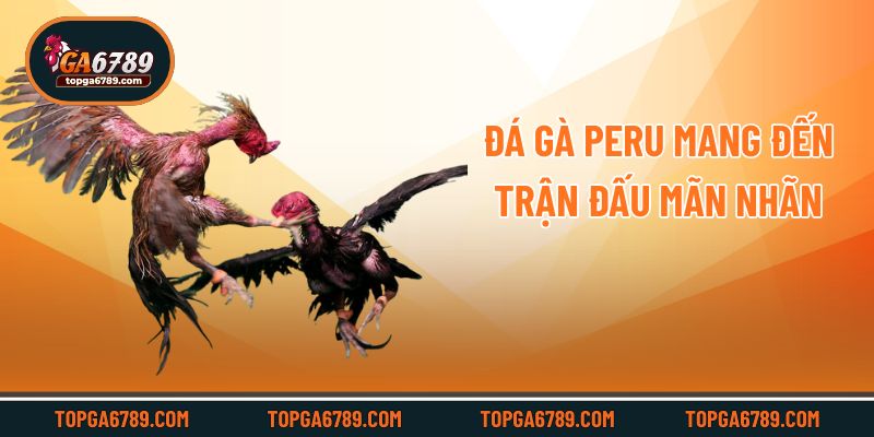 Đá gà Peru mang đến trận đấu mãn nhãn
