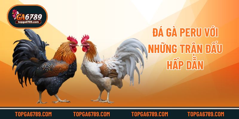 Đá gà Peru với những trận đấu hấp dẫn