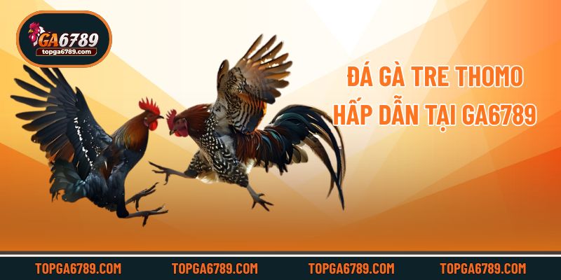 Đá gà tre Thomo hấp dẫn tại Ga6789