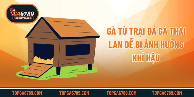 Gà từ trại đá gà Thái Lan dễ bị ảnh hưởng khí hậu