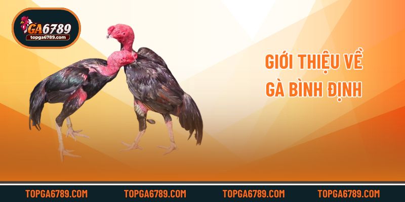 Giới thiệu về gà Bình Định