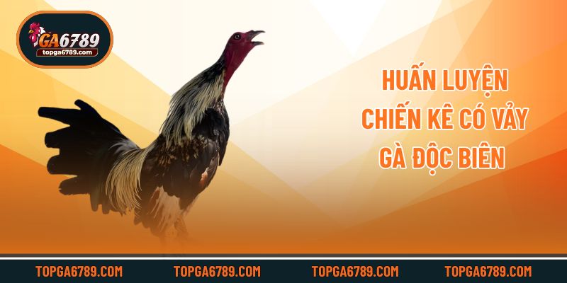 Huấn luyện chiến kê có vảy gà độc biên 