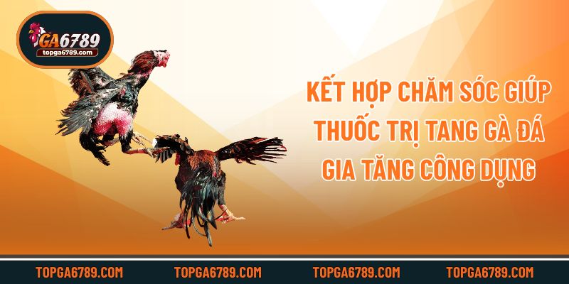 Kết hợp chăm sóc giúp thuốc trị tang gà đá gia tăng công dụng