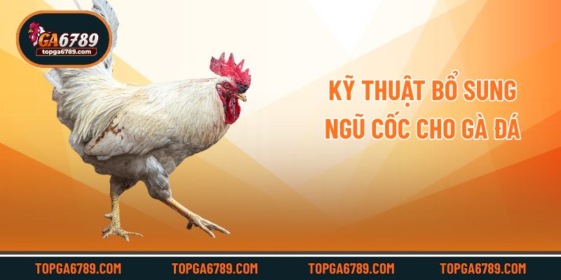Kỹ thuật bổ sung ngũ cốc cho gà đá