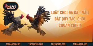 Luật Chơi Đá Gà - Nắm Bắt Quy Tắc, Chơi Chuẩn Chỉnh