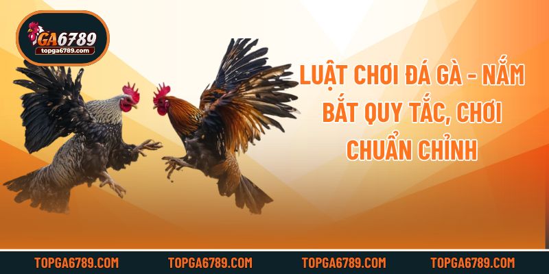 Luật Chơi Đá Gà - Nắm Bắt Quy Tắc, Chơi Chuẩn Chỉnh
