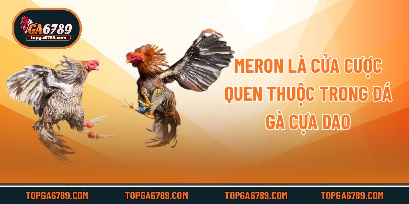 Meron là cửa cược quen thuộc trong đá gà cựa dao