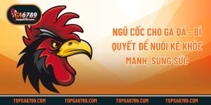 Ngũ Cốc Cho Gà Đá - Bí Quyết Để Nuôi Kê Khỏe Mạnh, Sung Sức