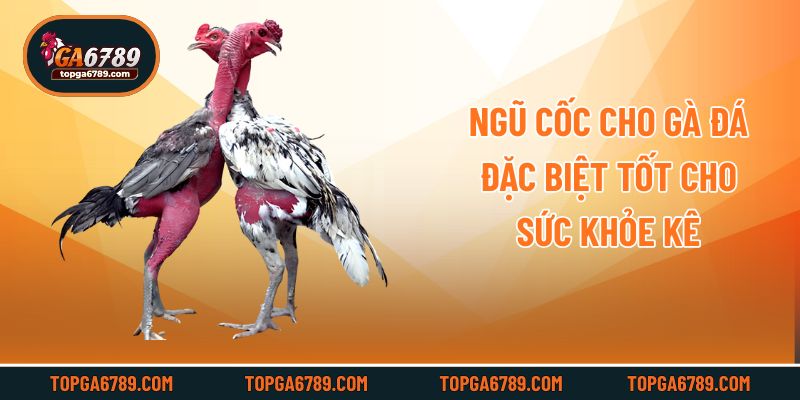 Ngũ cốc cho gà đá đặc biệt tốt cho sức khỏe kê