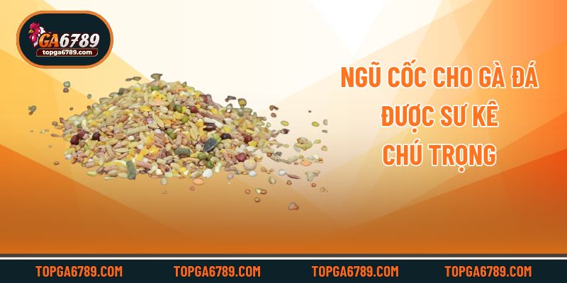 Ngũ cốc cho gà đá được sư kê chú trọng