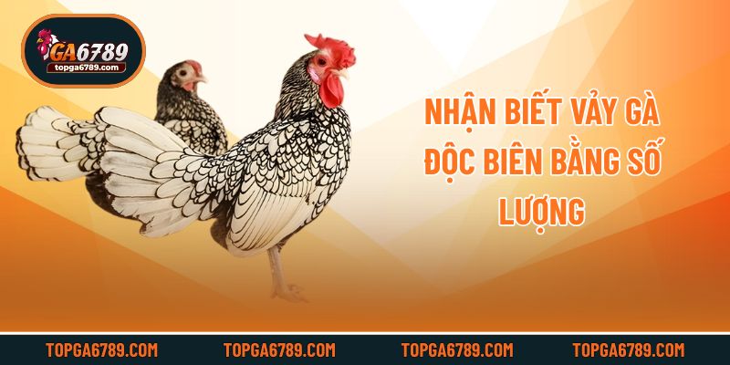 Nhận biết vảy gà độc biên bằng số lượng
