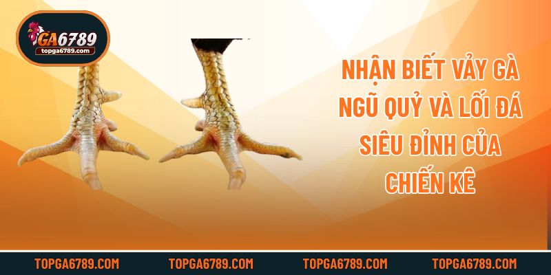 Nhận Biết Vảy Gà Ngũ Quỷ Và Lối Đá Siêu Đỉnh Của Chiến Kê