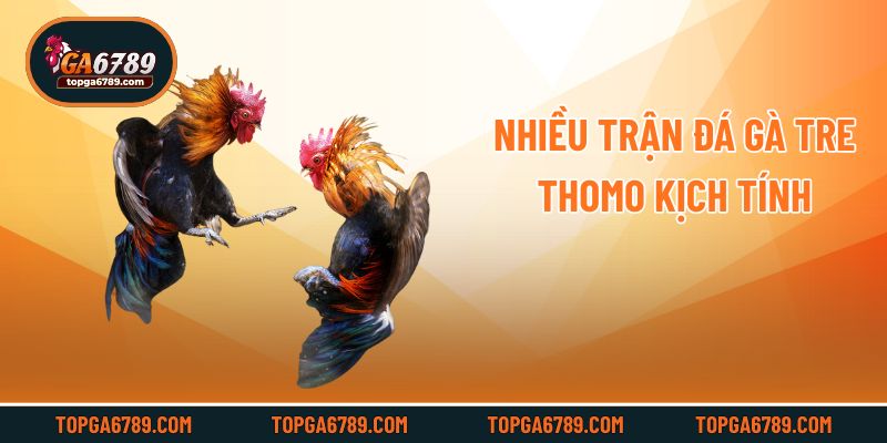 Nhiều trận đá gà tre Thomo kịch tính