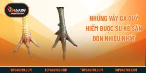 Những Vảy Gà Quý Hiếm Được Sư Kê Săn Đón Nhiều Nhất