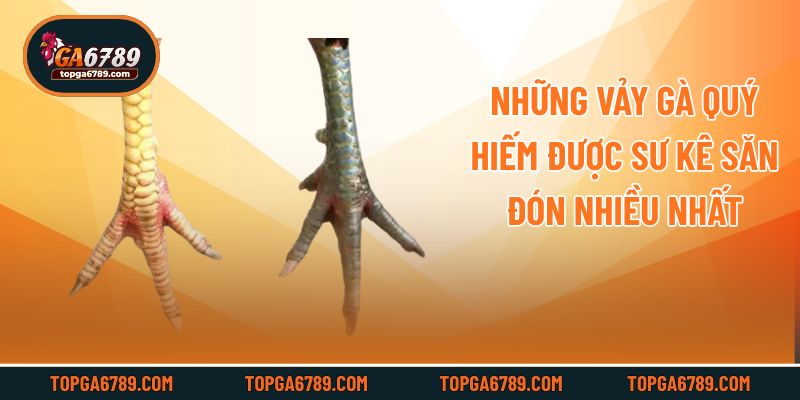 Những Vảy Gà Quý Hiếm Được Sư Kê Săn Đón Nhiều Nhất