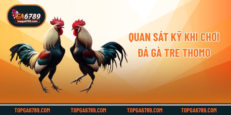 Quan sát kỹ khi chơi đá gà tre Thomo