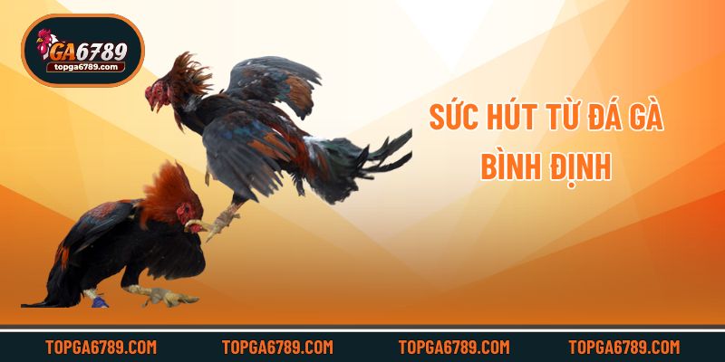Sức hút từ đá gà Bình Định