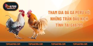Tham Gia Đá Gà Peru Với Những Trận Đấu Kịch Tính Tại Ga6789