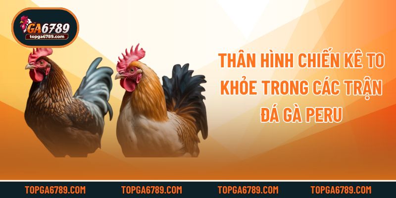 Thân hình chiến kê to khỏe trong các trận đá gà Peru