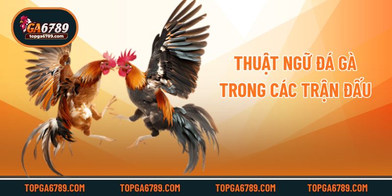 Thuật ngữ đá gà trong các trận đấu