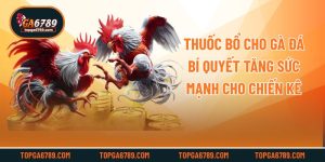 Thuốc Bổ Cho Gà Đá - Bí Quyết Tăng Sức Mạnh Cho Chiến Kê