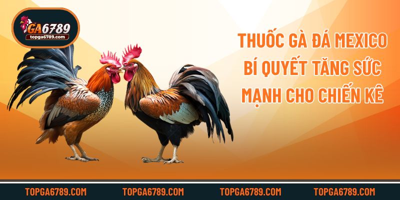 Thuốc Gà Đá Mexico - Bí Quyết Tăng Sức Mạnh Cho Chiến Kê