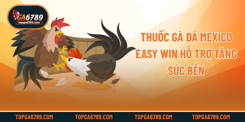 Thuốc gà đá Mexico Easy Win hỗ trợ tăng sức bền